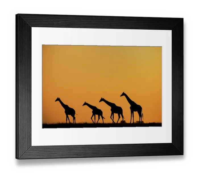 Framed Print : Four Giraffes (Giraffa camelopardalis) walking in a line, silhouetted at sunset, Chobe National Park, Botswana Framed Print : Four Giraffes (Giraffa camelopardalis) walking in a line, silhouetted at sunset, Chobe National Park, Botswana