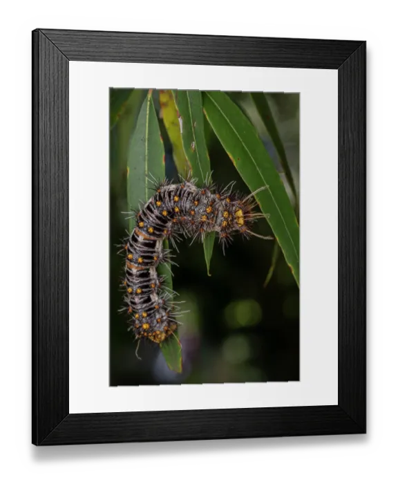 Framed Print : White-stemmed gum moth (Chelepteryx collesi) caterpillar, crawling on leaf, Crows Nest, Queensland, Australia Framed Print : White-stemmed gum moth (Chelepteryx collesi) caterpillar, crawling on leaf, Crows Nest, Queensland, Australia