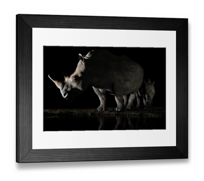 Framed Print : White rhinoceros (Ceratotherium simum) female and calf at waterhole at night, Zimanga private game reserve, KwaZulu-Natal, South Africa Framed Print : White rhinoceros (Ceratotherium simum) female and calf at waterhole at night, Zimanga private game reserve, KwaZulu-Natal, South Africa