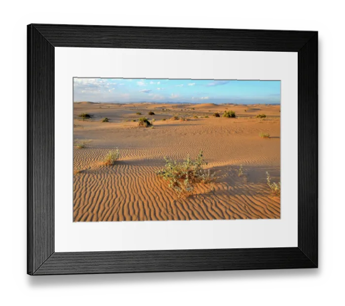 Framed Print : Desert holly (Atriplex hymenelytra) on Algodones dunes at dawn, California, USA. June Framed Print : Desert holly (Atriplex hymenelytra) on Algodones dunes at dawn, California, USA. June