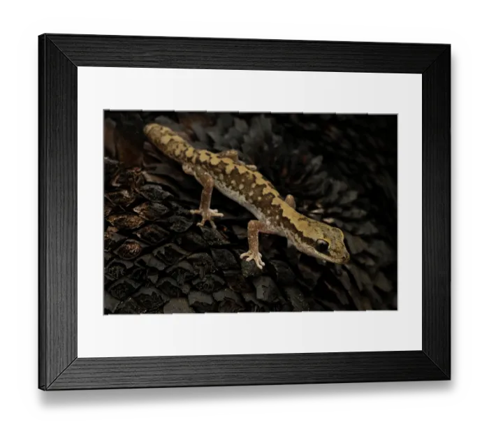 Framed Print : Eastern stone gecko (Diplodactylus vittatus) portrait, Crows Nest, Queensland, Australia Framed Print : Eastern stone gecko (Diplodactylus vittatus) portrait, Crows Nest, Queensland, Australia
