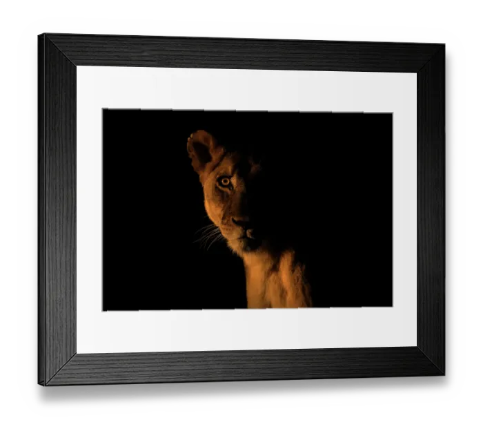 Framed Print : Lioness (Panthera leo) at night, head portrait, Zimanga private game reserve, KwaZulu-Natal, South Africa Framed Print : Lioness (Panthera leo) at night, head portrait, Zimanga private game reserve, KwaZulu-Natal, South Africa