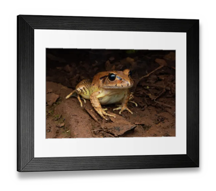 Framed Print : Great barred frog (Mixophyes fasciolatus) resting In forest leaf litter, Goomburra State Forest, Queensland, Australia Framed Print : Great barred frog (Mixophyes fasciolatus) resting In forest leaf litter, Goomburra State Forest, Queensland, Australia