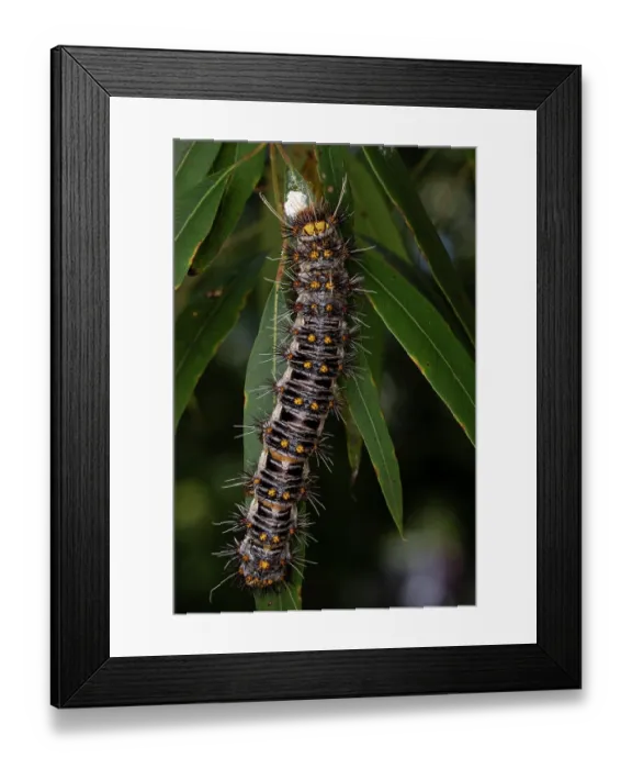Framed Print : White-stemmed gum moth (Chelepteryx collesi) caterpillar, crawling on leaf, Crows Nest, Queensland, Australia Framed Print : White-stemmed gum moth (Chelepteryx collesi) caterpillar, crawling on leaf, Crows Nest, Queensland, Australia