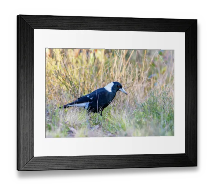 Framed Print : RF - Australian magpie (Cracticus tibicen) walking through grass, Canberra, ACT, Australia. (This image may be licensed either as rights managed or royalty free.)