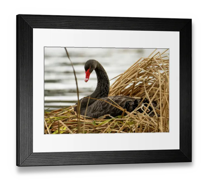 Framed Print : Black swan (Cygnus atratus) sitting on nest in reed bed at edge of freshwater lake, Canberra, ACT, Australia Framed Print : Black swan (Cygnus atratus) sitting on nest in reed bed at edge of freshwater lake, Canberra, ACT, Australia