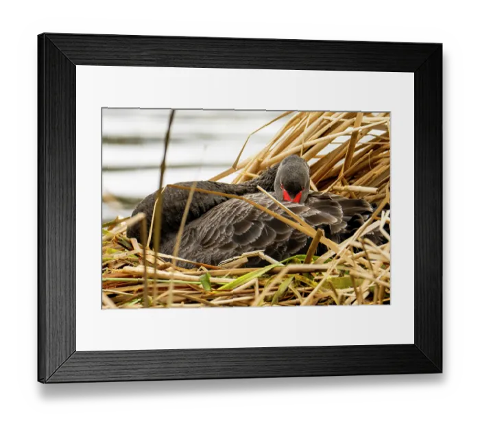 Framed Print : Black swan (Cygnus atratus) resting in nest in reed bed at edge of freshwater lake, Canberra, ACT, Australia Framed Print : Black swan (Cygnus atratus) resting in nest in reed bed at edge of freshwater lake, Canberra, ACT, Australia