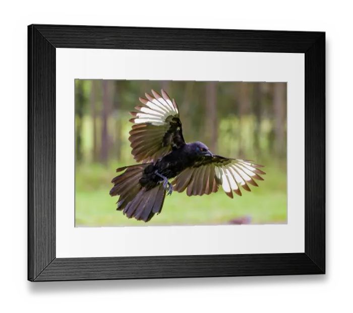 Framed Print : White-winged chough (Corcorax melanorhamphos) in flight, Dungog, New South Wales, Australia Framed Print : White-winged chough (Corcorax melanorhamphos) in flight, Dungog, New South Wales, Australia