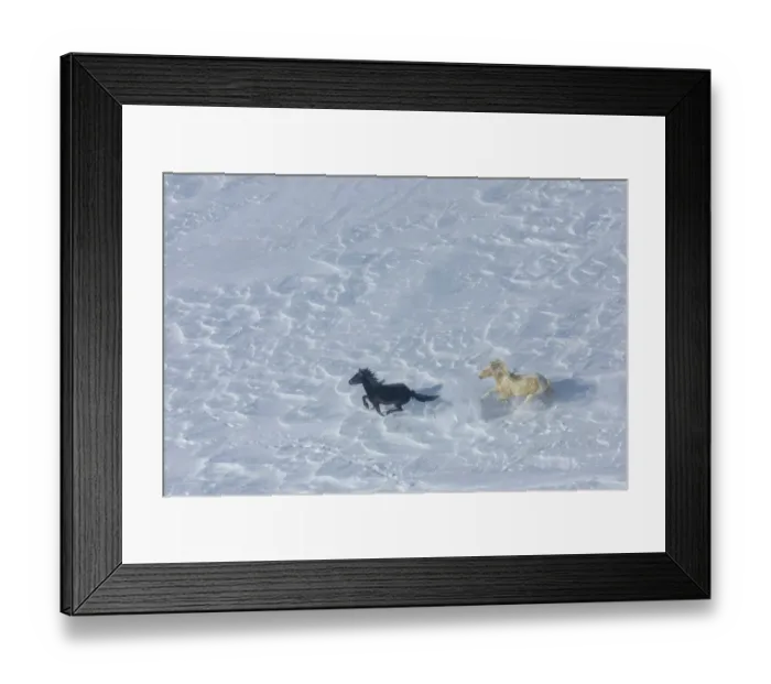 Framed Print : Aerial view of a wild palomino pinto stallion chasing his black mare on the windblown snow on Crooks Mountain, Wyoming, USA. March Framed Print : Aerial view of a wild palomino pinto stallion chasing his black mare on the windblown snow on Crooks Mountain, Wyoming, USA. March