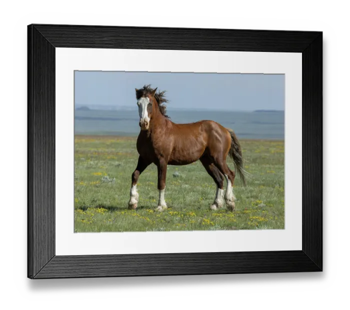 Framed Print : Wild curly stallion posturing, portrait, Salt Wells Creek, Wyoming, USA. June Framed Print : Wild curly stallion posturing, portrait, Salt Wells Creek, Wyoming, USA. June