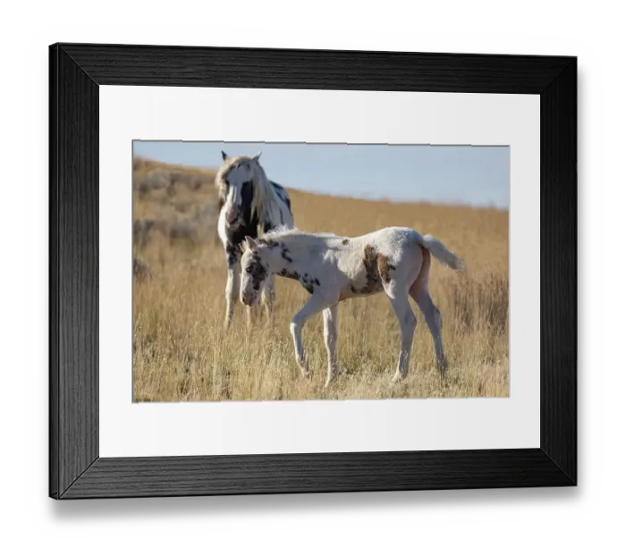 Framed Print : A wild pinto stallion with his foal in grassland, McCullough Peaks, Wyoming, USA. October Framed Print : A wild pinto stallion with his foal in grassland, McCullough Peaks, Wyoming, USA. October