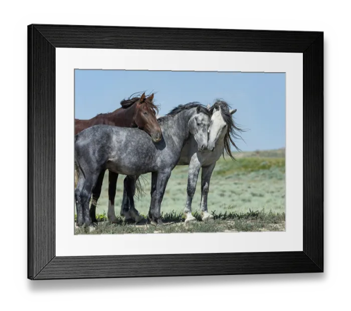 Framed Print : Three wild stallions, two greys and a sorrel, standing in a group, Lost Creek, Wyoming, USA. July Framed Print : Three wild stallions, two greys and a sorrel, standing in a group, Lost Creek, Wyoming, USA. July