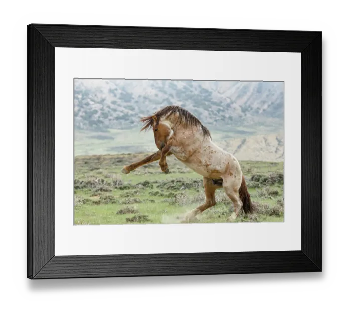 Framed Print : A wild red roan stallion rearing up as another stallion approaches, Salt Wells Creek, Wyoming, USA. May Framed Print : A wild red roan stallion rearing up as another stallion approaches, Salt Wells Creek, Wyoming, USA. May