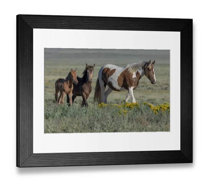 Framed Print : A wild pinto mare with her blanket appaloosa yearling and buckskin filly, walking over grassland, Lost Creek, Wyoming, USA. August Framed Print : A wild pinto mare with her blanket appaloosa yearling and buckskin filly, walking over grassland, Lost Creek, Wyoming, USA. August