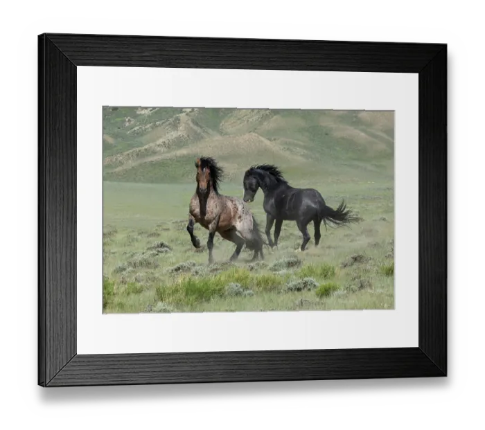 Framed Print : Two wild stallions fighting, a bay roan and a black stallion, Salt Wells Creek, Wyoming, USA. June Framed Print : Two wild stallions fighting, a bay roan and a black stallion, Salt Wells Creek, Wyoming, USA. June