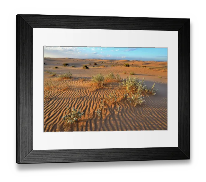 Framed Print : Desert holly (Atriplex hymenelytra) on Algodones dunes at dawn, California, USA. June Framed Print : Desert holly (Atriplex hymenelytra) on Algodones dunes at dawn, California, USA. June