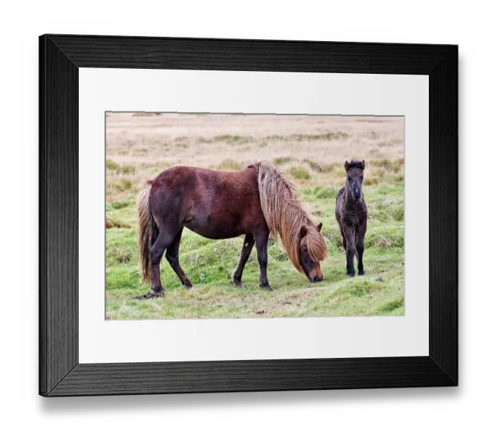 Framed Print : RF - Icelandic horse (Equus caballus) mare and foal, grazing on grassland, Iceland. September. (This image may be licensed either as rights managed or royalty free.) Framed Print : RF - Icelandic horse (Equus caballus) mare and foal, grazing on grassland, Iceland. September. (This image may be licensed either as rights managed or royalty free.)