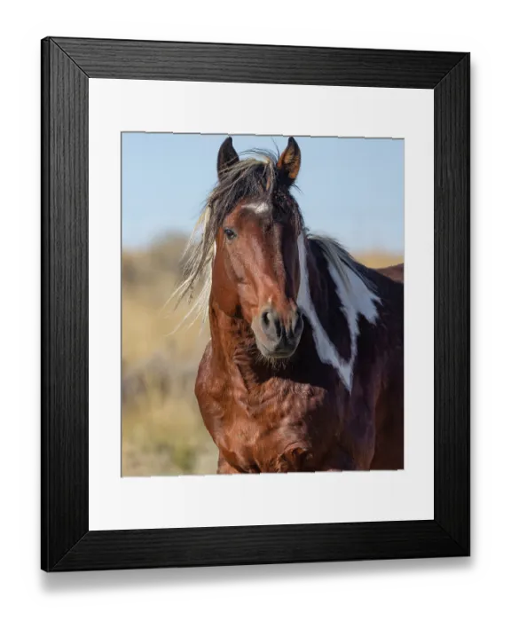 Framed Print : Pinto stallion, portrait, McCullough Peaks, Wyoming, USA. October