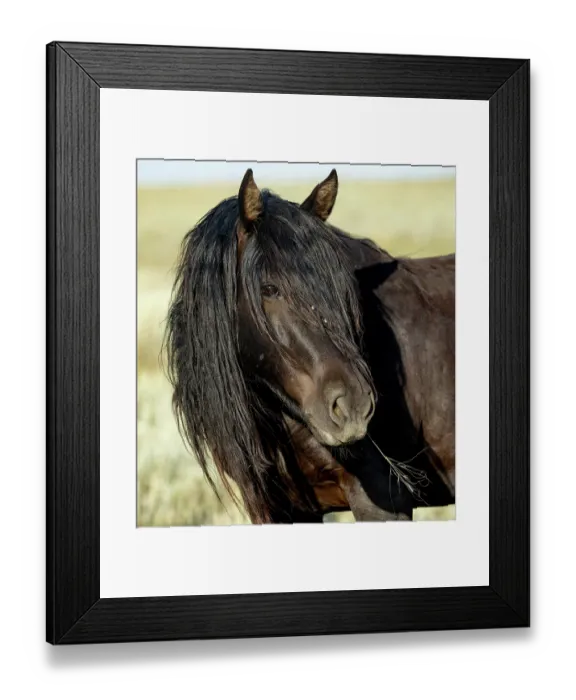 Framed Print : A wild black mare, head portrait, McCullough Peaks, Wyoming, USA. July Framed Print : A wild black mare, head portrait, McCullough Peaks, Wyoming, USA. July
