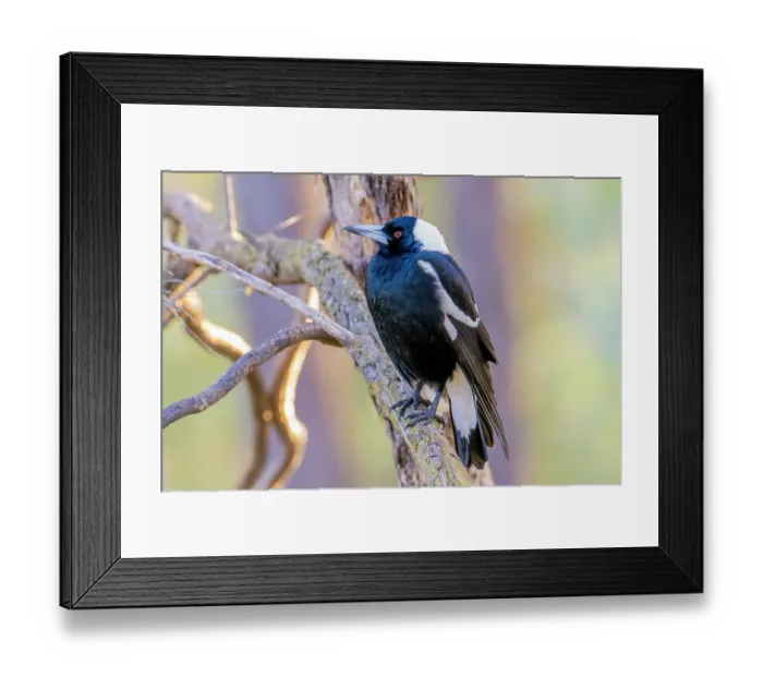 Framed Print : Australian magpie (Cracticus tibicen) perched in tree, Canberra, ACT, Australia Framed Print : Australian magpie (Cracticus tibicen) perched in tree, Canberra, ACT, Australia