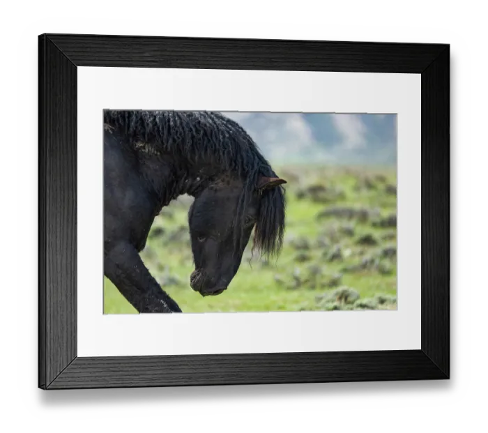 Framed Print : A wild black curly stallion bowing his head, posturing at another stallion, Salt Wells Creek, Wyoming, USA. May Framed Print : A wild black curly stallion bowing his head, posturing at another stallion, Salt Wells Creek, Wyoming, USA. May