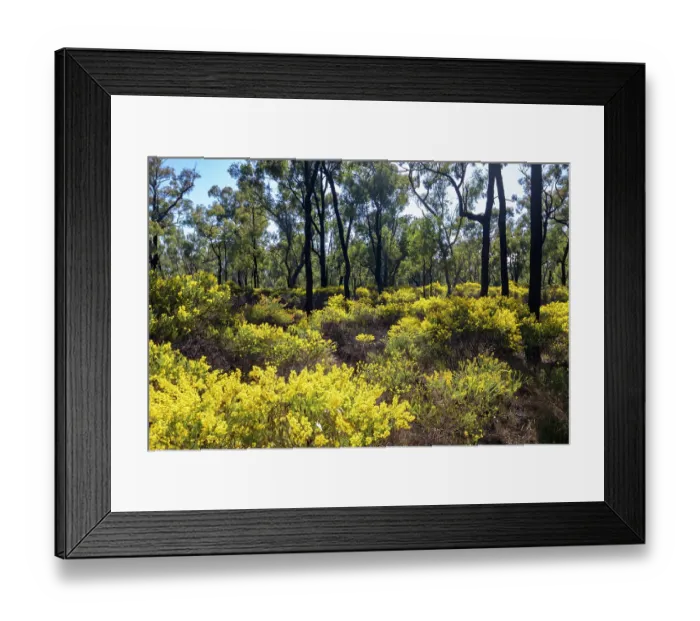 Framed Print : Acacias (Acacia sp.) flowering in the Pilliga scrub forest in spring, north of Coonabarabran, New South Wales, Australia Framed Print : Acacias (Acacia sp.) flowering in the Pilliga scrub forest in spring, north of Coonabarabran, New South Wales, Australia