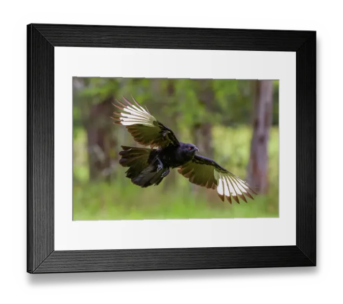 Framed Print : White-winged chough (Corcorax melanorhamphos) in flight, Dungog, New South Wales, Australia