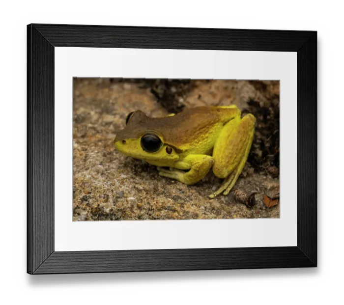 Framed Print : Eastern stony creek frog (Litoria wilcoxii) male, portrait, Tianjara Falls, New South Wales, Australia Framed Print : Eastern stony creek frog (Litoria wilcoxii) male, portrait, Tianjara Falls, New South Wales, Australia