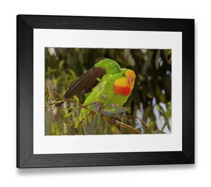 Framed Print : Superb parrot (Polytelis swainsoni) male, perched in Eucalypt tree stretching wings, Canberra, ACT, Australia Framed Print : Superb parrot (Polytelis swainsoni) male, perched in Eucalypt tree stretching wings, Canberra, ACT, Australia