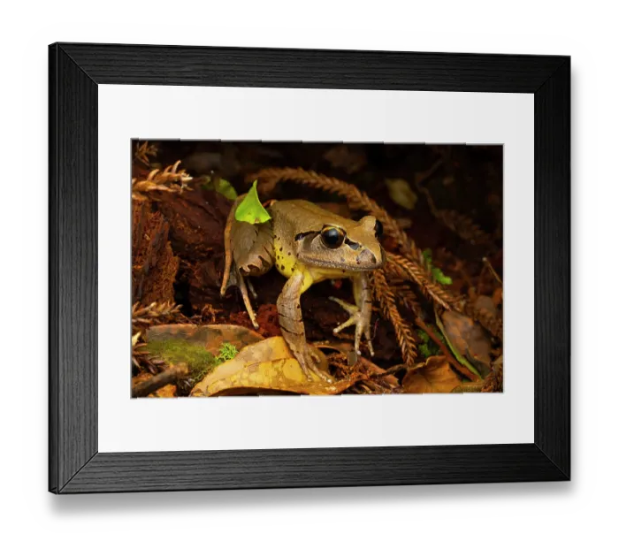 Framed Print : Fleay's barred frog (Mixophyes fleayi) among leaf litter at night at edge of stream, Goomburra State Forest, Queensland, Australia. Endangered Framed Print : Fleay's barred frog (Mixophyes fleayi) among leaf litter at night at edge of stream, Goomburra State Forest, Queensland, Australia. Endangered