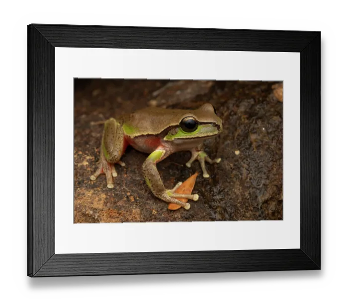 Framed Print : Blue Mountains tree frog (Litoria citropa) portrait, Tianjara Falls, New South Wales, Australia Framed Print : Blue Mountains tree frog (Litoria citropa) portrait, Tianjara Falls, New South Wales, Australia