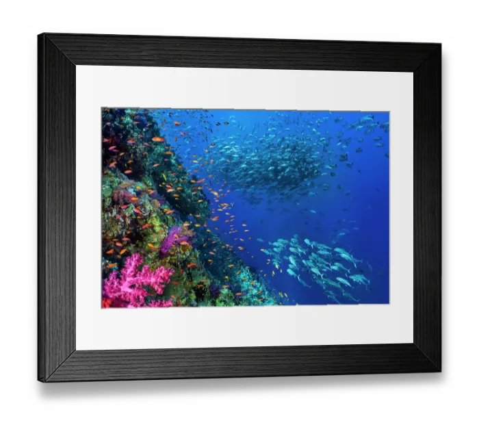 Framed Print : Schools of fish, including Bohar snappers (Lutjanus bohar) Framed Print : Schools of fish, including Bohar snappers (Lutjanus bohar)