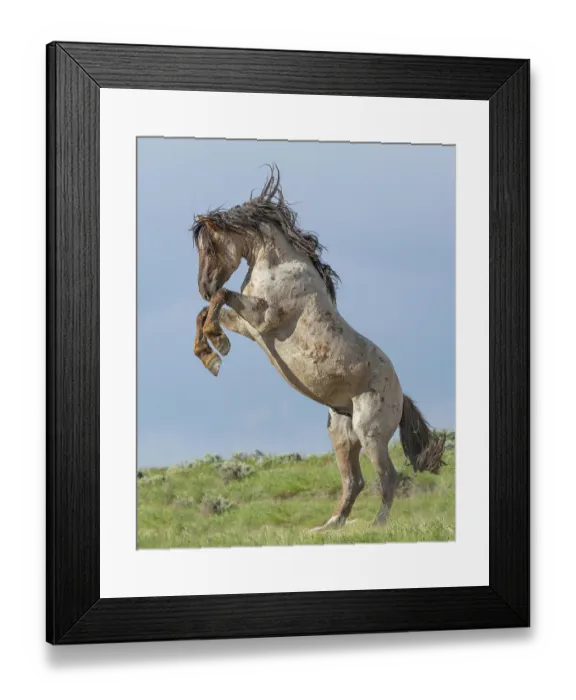 Framed Print : A wild red roan stallion rearing up as a rival approaches, Salt Wells Creek, Wyoming, USA. June Framed Print : A wild red roan stallion rearing up as a rival approaches, Salt Wells Creek, Wyoming, USA. June
