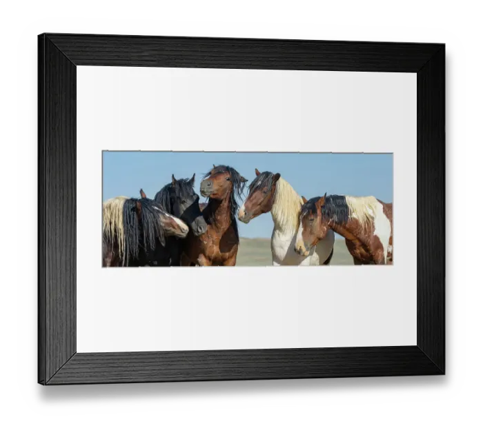 Framed Print : Five wild stallions interacting, portrait, McCullough Peaks, Wyoming, USA. July Framed Print : Five wild stallions interacting, portrait, McCullough Peaks, Wyoming, USA. July