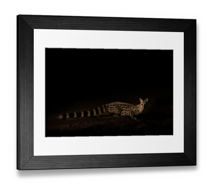 Framed Print : Common genet (Genetta genetta) at night, portrait, Shompole, Kenya Framed Print : Common genet (Genetta genetta) at night, portrait, Shompole, Kenya