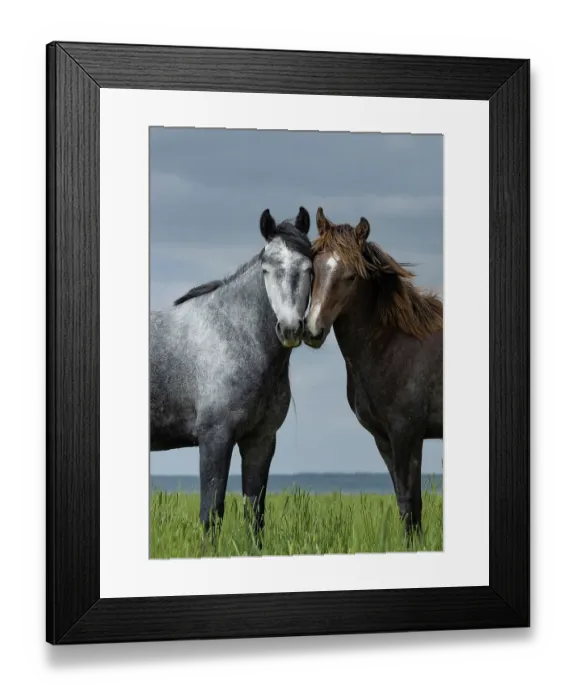 Framed Print : Two wild horses, sibling fillies, nuzzling, Lost Creek, Wyoming, USA. June Framed Print : Two wild horses, sibling fillies, nuzzling, Lost Creek, Wyoming, USA. June