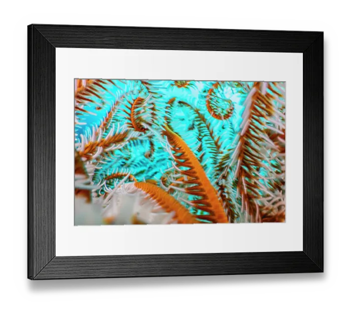 Framed Print : Close up showing the colours and textures of the curling arms of a Crinoid on a coral reef, Anilao, Batangas marine protected area, Luzon, Philippines, Pacific Ocean