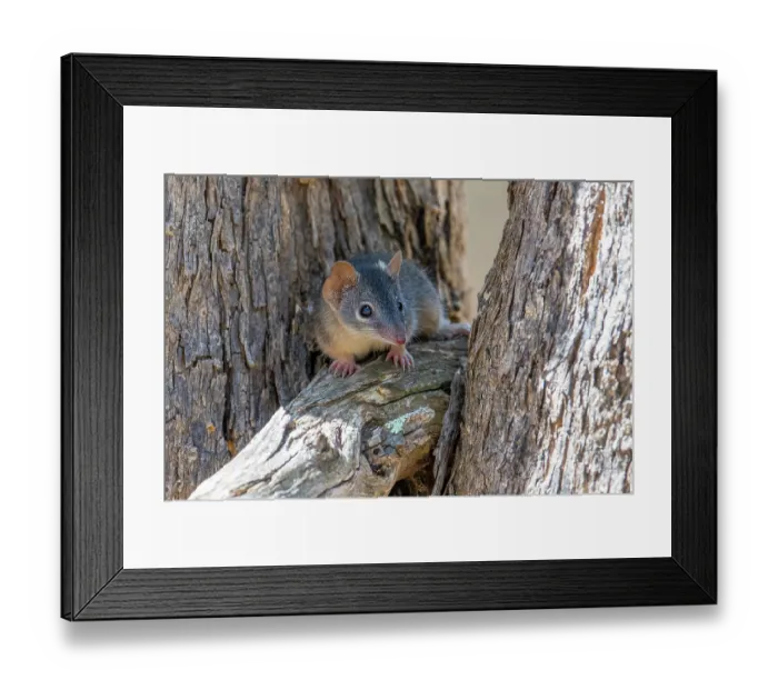 Framed Print : Yellow-footed antechinus (Antechinus flavipes) foraging on tree bark, Warby Ovens National Park, Victoria, Australia Framed Print : Yellow-footed antechinus (Antechinus flavipes) foraging on tree bark, Warby Ovens National Park, Victoria, Australia