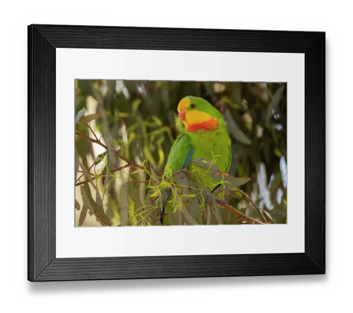Framed Print : Superb parrot (Polytelis swainsoni) male, perched in Eucalypt tree, Canberra, ACT, Australia Framed Print : Superb parrot (Polytelis swainsoni) male, perched in Eucalypt tree, Canberra, ACT, Australia