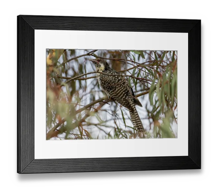 Framed Print : Eastern koel (Eudynamys orientalis) female, perched in tree, Goulburn, New South Wales, Australia Framed Print : Eastern koel (Eudynamys orientalis) female, perched in tree, Goulburn, New South Wales, Australia