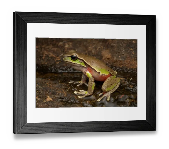 Framed Print : Blue Mountains tree frog (Litoria citropa) portrait, Tianjara Falls, New South Wales, Australia Framed Print : Blue Mountains tree frog (Litoria citropa) portrait, Tianjara Falls, New South Wales, Australia