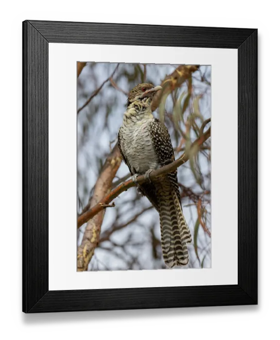 Framed Print : Eastern koel (Eudynamys orientalis) female, perched in tree, Goulburn, New South Wales, Australia