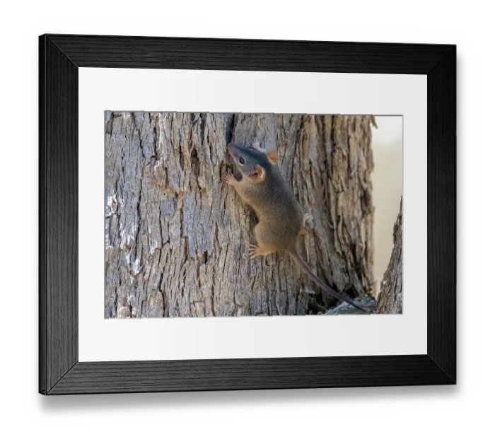 Framed Print : Yellow-footed antechinus (Antechinus flavipes) foraging on tree bark, Warby Ovens National Park, Victoria, Australia Framed Print : Yellow-footed antechinus (Antechinus flavipes) foraging on tree bark, Warby Ovens National Park, Victoria, Australia
