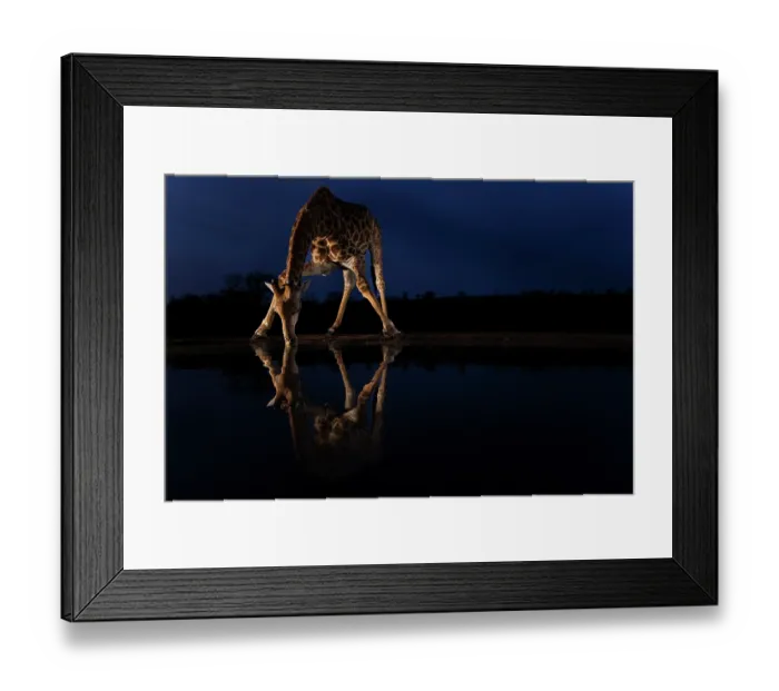 Framed Print : Giraffe (Giraffa camelopardalis) drinking at waterhole at night, Zimanga game reserve, KwaZulu Natal, South Africa Framed Print : Giraffe (Giraffa camelopardalis) drinking at waterhole at night, Zimanga game reserve, KwaZulu Natal, South Africa