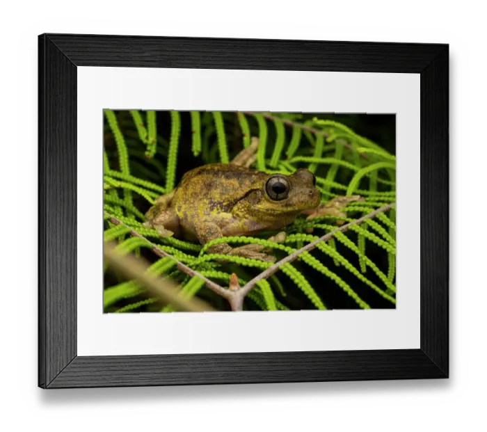 Framed Print : Peron's tree frog (Litoria peronii) resting on leaves at night near edge of pond, Jervis Bay, ACT, Australia