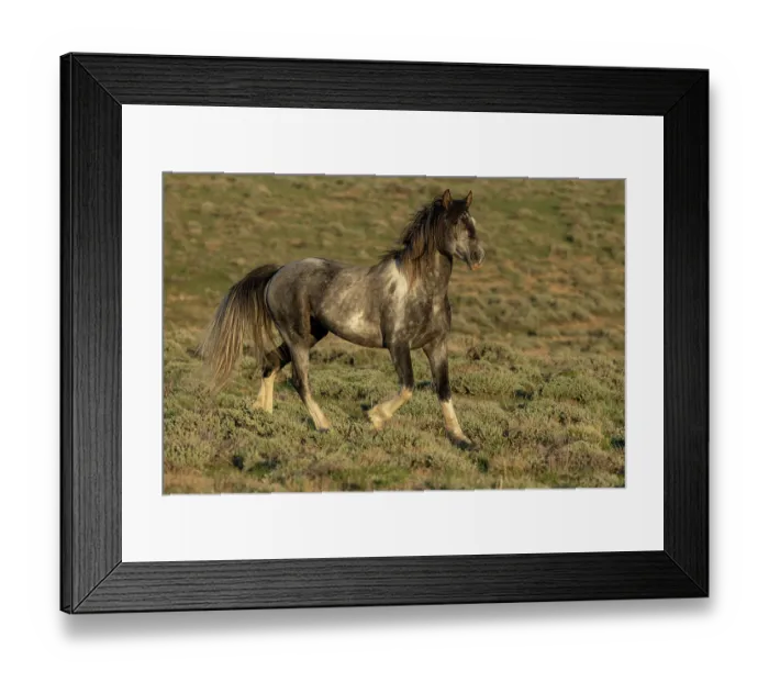 Framed Print : A wild grey pinto stallion trotting over grassland, Green Mountain, Wyoming, USA. May Framed Print : A wild grey pinto stallion trotting over grassland, Green Mountain, Wyoming, USA. May