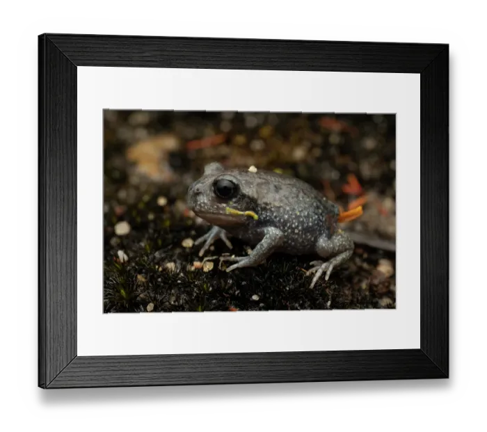 Framed Print : Giant burrowing frog (Heleioporus australiacus) juvenile, portrait, Jervis Bay, ACT, Australia