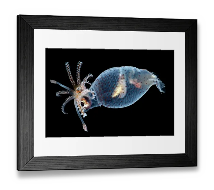 Framed Print : Piglet squid (Helicocranchia sp.) portrait Framed Print : Piglet squid (Helicocranchia sp.) portrait