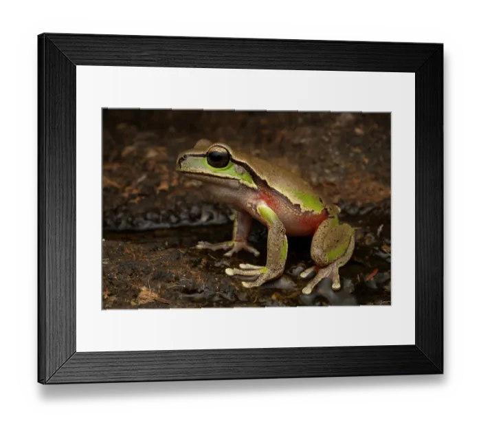 Framed Print : Blue Mountains tree frog (Litoria citropa) portrait, Tianjara Falls, New South Wales, Australia Framed Print : Blue Mountains tree frog (Litoria citropa) portrait, Tianjara Falls, New South Wales, Australia