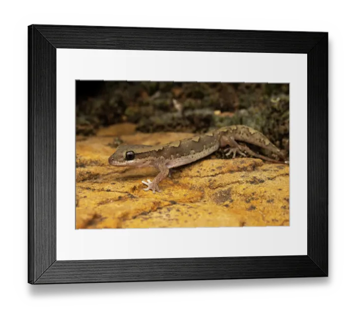 Framed Print : Eastern stone gecko (Diplodactylus vittatus) portrait, Crows Nest, Queensland, Australia